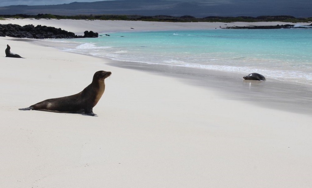 puerto chino galapagos ecuador Absolute Perfection